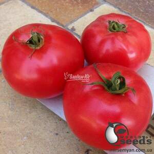 Томат "Афен F1 / Aphen F1" 1 000 насінин Клоз (Clause)