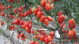 Томат Колібрі F1 1 000 насінин, Клоз (Clause)