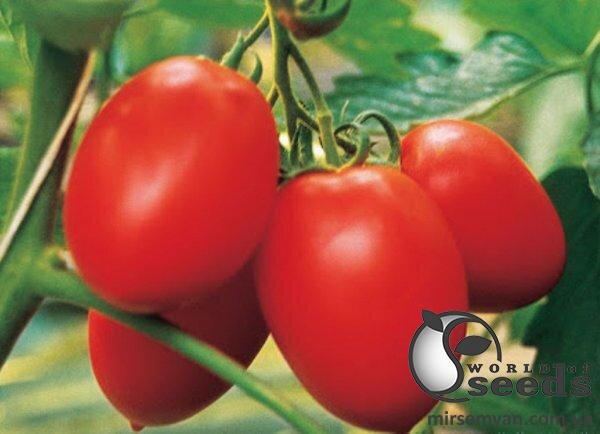 Томат Колібрі F1 250 насінин, Клоз (Clause) Томат Колібрі F1 250 насінин, Клоз (Clause)