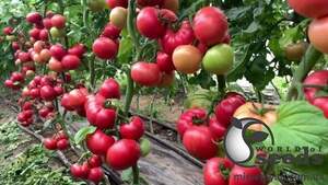 Томат Макан F1 1 000 насінин, Клоз (Clause)