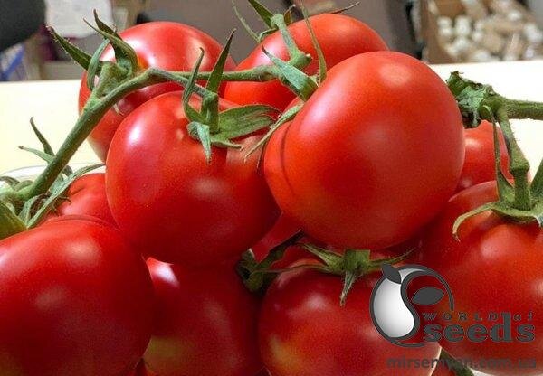 Томат Маско F1 250 насінин, Клоз (Clause) Томат Маско F1 250 насінин, Клоз (Clause)