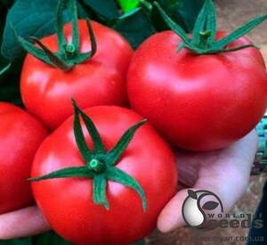 Томат Маско F1 250 насінин, Клоз (Clause) Томат Маско F1 250 насінин, Клоз (Clause)