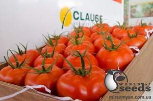 Томат Маско F1 250 насінин, Клоз (Clause) Томат Маско F1 250 насінин, Клоз (Clause)