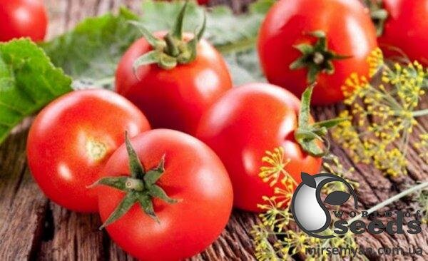 Томат Мінопріо F1 250 насінин, Клоз (Clause) Томат Мінопріо F1 250 насінин, Клоз (Clause)