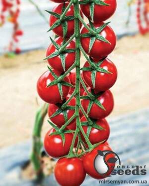 Томат Мінопріо F1 250 насінин, Клоз (Clause)