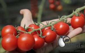 Томат Мінопріо F1 250 насінин, Клоз (Clause) Томат Мінопріо F1 250 насінин, Клоз (Clause)