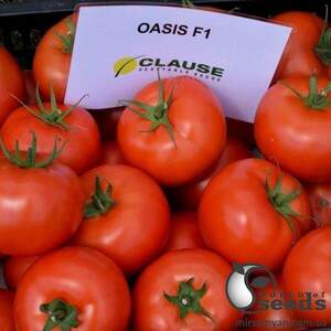 Томат Оазис F1/ Oasis F1 1 000 насінин Клоз (Clause)