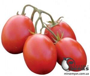 Томат "П'єтра Росса F1/ Pietra Rossa F1" 25 000 насінин Клоз (Clause) Томат "П'єтра Росса F1/ Pietra Rossa F1" 25 000 насінин Клоз (Clause)