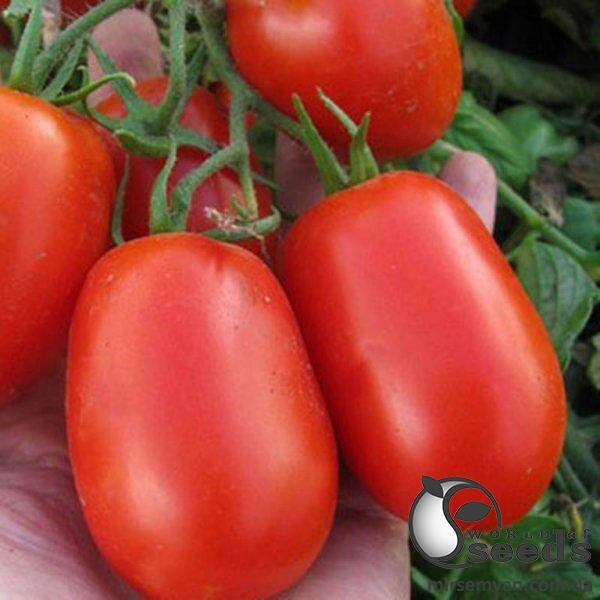 Томат "П'єтра Росса F1/ Pietra Rossa F1" 1 000 насінин Клоз (Clause) Томат "П'єтра Росса F1/ Pietra Rossa F1" 1 000 насінин Клоз (Clause)