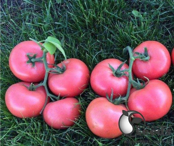 Томат Пінк Кристал F1 1 000 насінин Клоз (Clause) Томат Пінк Кристал F1 1 000 насінин Клоз (Clause)