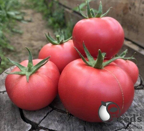 Томат Фенда F1 1 000 насінин Клоз (Clause) Томат Фенда F1 1 000 насінин Клоз (Clause)