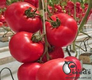 Томат Фенда F1 250 насінин Клоз (Clause) Томат Фенда F1 250 насінин Клоз (Clause)