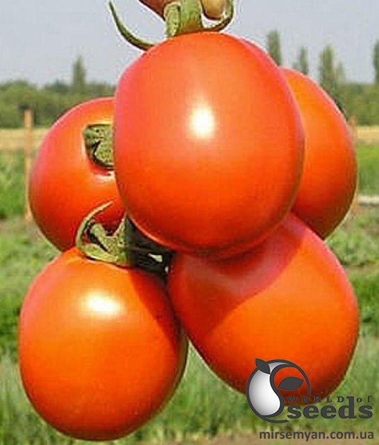 Томат Форсаж F1 5 000 насінин Клоз (Clause) Томат Форсаж F1 5 000 насінин Клоз (Clause)