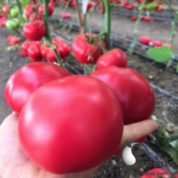 Томат Ханні Мун F1 250 насінин Клоз (Clause) Томат Ханні Мун F1 250 насінин Клоз (Clause)