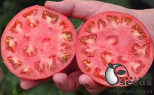 Томат Ханні Мун F1 250 насінин Клоз (Clause) Томат Ханні Мун F1 250 насінин Клоз (Clause)