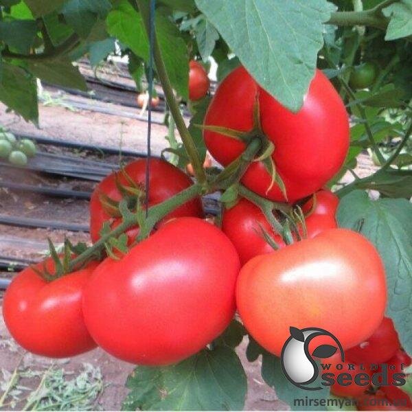 Томат Целестин F1 250 насінин Клоз (Clause) Томат Целестин F1 250 насінин Клоз (Clause)