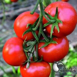 Томат Целестин F1 250 насінин Клоз (Clause) Томат Целестин F1 250 насінин Клоз (Clause)