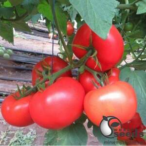 Томат Целестин F1 1 000 насінин Клоз (Clause) Томат Целестин F1 1 000 насінин Клоз (Clause)