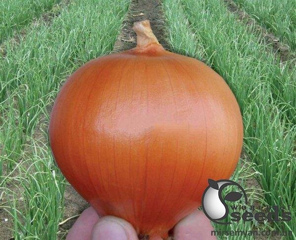 Цибуля " Іспаньол / Espanyol " 5 кг Клоз (Clause) Цибуля " Іспаньол / Espanyol " 5 кг Клоз (Clause)