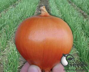 Цибуля " Іспаньол / Espanyol " 5 кг Клоз (Clause)