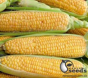 Кукурудза Мірус F1 5 000 семена Cora Seeds