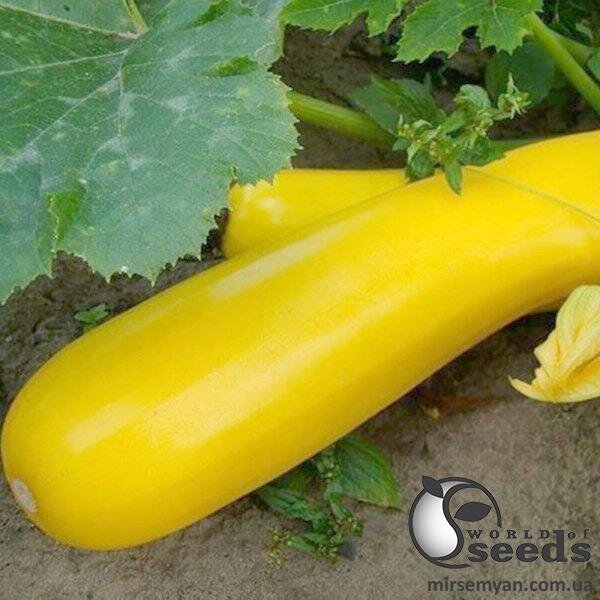 Кабачок PL 6010 F1 100 семена Ergon Seeds Кабачок PL 6010 F1 100 семена Ergon Seeds