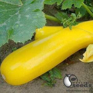 Кабачок PL 6010 F1 100 семена Ergon Seeds