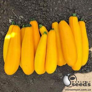 Кабачок PL 6010 F1 100 семена Ergon Seeds Кабачок PL 6010 F1 100 семена Ergon Seeds