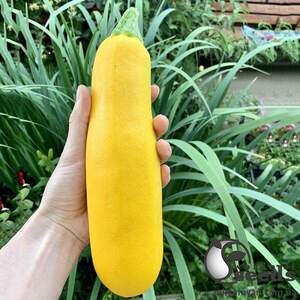 Кабачок PL 6010 F1 100 семена Ergon Seeds Кабачок PL 6010 F1 100 семена Ergon Seeds