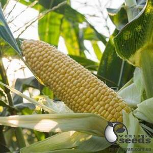 Кукурудза Астронавт F1 суперсолодка 1000 семена Ergon Seed Кукурудза Астронавт F1 суперсолодка 1000 семена Ergon Seed