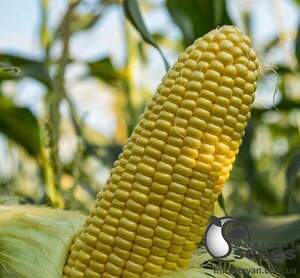 Кукурудза Джет F1 солодка 5000 семена Ergon Seed Кукурудза Джет F1 солодка 5000 семена Ergon Seed