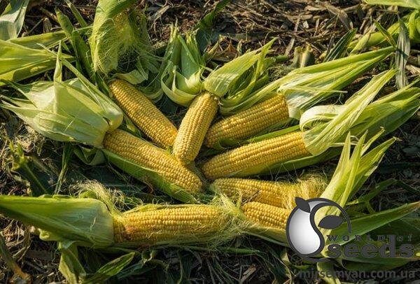 Кукурудза ЖИ 3278 ОІ F1 суперсолодка 5 000 семена Ergon Seed Кукурудза ЖИ 3278 ОІ F1 суперсолодка 5 000 семена Ergon Seed