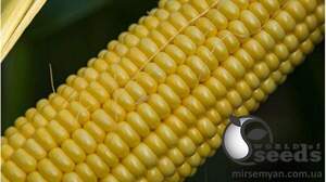 Кукурудза ЖИ 3278 ОІ F1 суперсолодка 1 000 сем. Ergon Seed