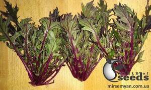 Салат Мізуна PL 8118 F1 5 г . Ergon Seed