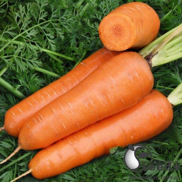 Морква Шантане Ред Коред (2,0) 250 г. Asia Seed Korea Морква Шантане Ред Коред (2,0) 250 г. Asia Seed Korea