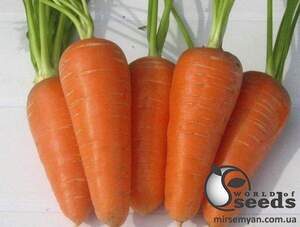 Морква Шантане Ред Коред (2,0) 250 г. Asia Seed Korea