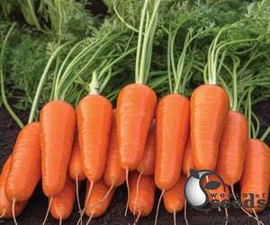 Морква Шантане Ред Коред (2,0) 250 г. Asia Seed Korea Морква Шантане Ред Коред (2,0) 250 г. Asia Seed Korea