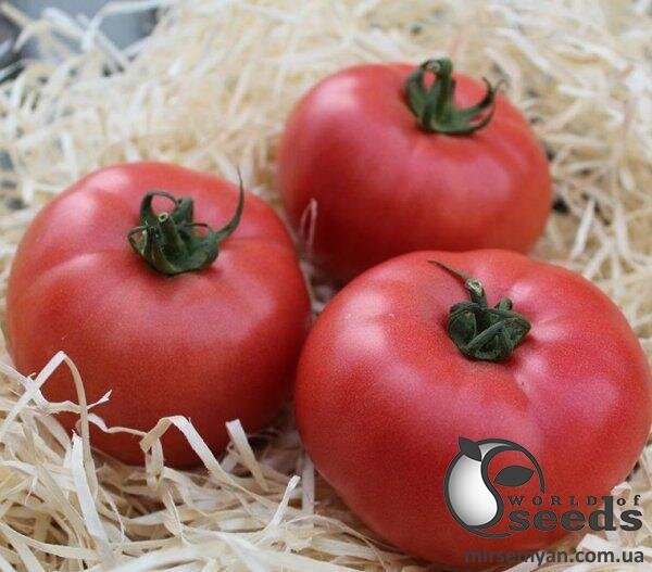 Томат індет. PL 6210 F1 100 семена Ergon seeds Томат індет. PL 6210 F1 100 семена Ergon seeds
