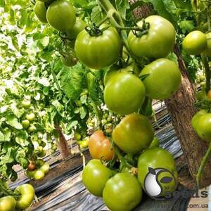 Томат індет. PL 6210 F1 500 семена Ergon seeds Томат індет. PL 6210 F1 500 семена Ergon seeds