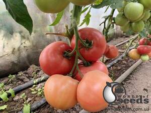 Томат індет. PL 6210 F1 500 семена Ergon seeds Томат індет. PL 6210 F1 500 семена Ergon seeds