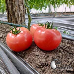 Томат індет. PL 6210 F1 500 семена Ergon seeds Томат індет. PL 6210 F1 500 семена Ergon seeds