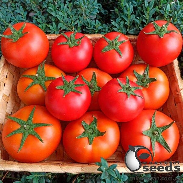 Томат індет. PL 6212 F1 100 семена Ergon seeds Томат індет. PL 6212 F1 100 семена Ergon seeds