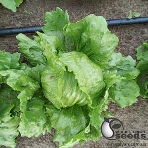 Салат PL 6056 F1 5 000 семена (драже) Ergon seeds Салат PL 6056 F1 5 000 семена (драже) Ergon seeds