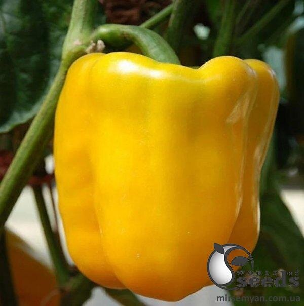 Перець Мохай F1 500 семена Esasem Перець Мохай F1 500 семена Esasem