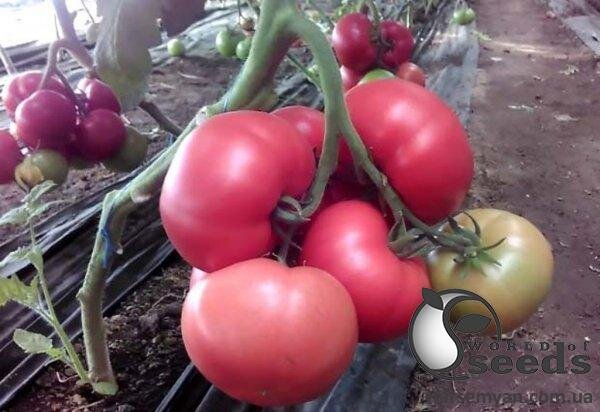 Томат PL 18304 F1 250 семена Esasem Томат PL 18304 F1 250 семена Esasem