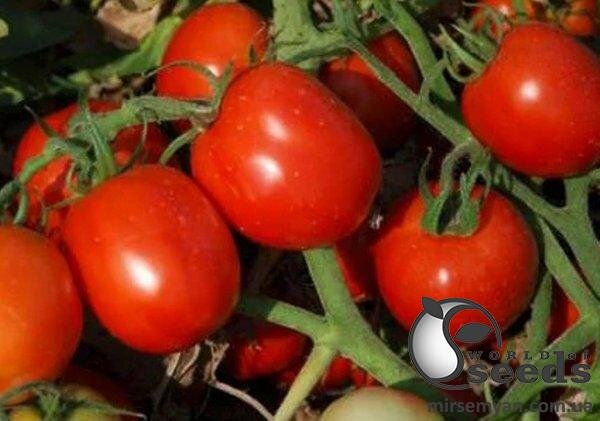 Томат Аксель F1 1 000 семена Esasem Томат Аксель F1 1 000 семена Esasem