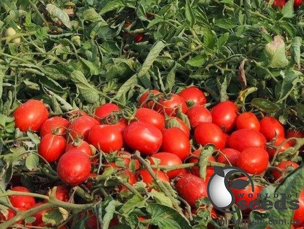 Томат Галаксі F1 1 000 семена Esasem Томат Галаксі F1 1 000 семена Esasem