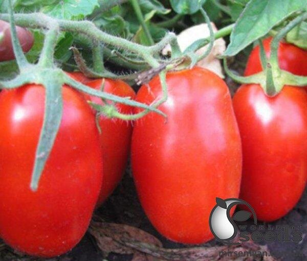 Томат Гладіс F1 1 000 семена Esasem Томат Гладіс F1 1 000 семена Esasem