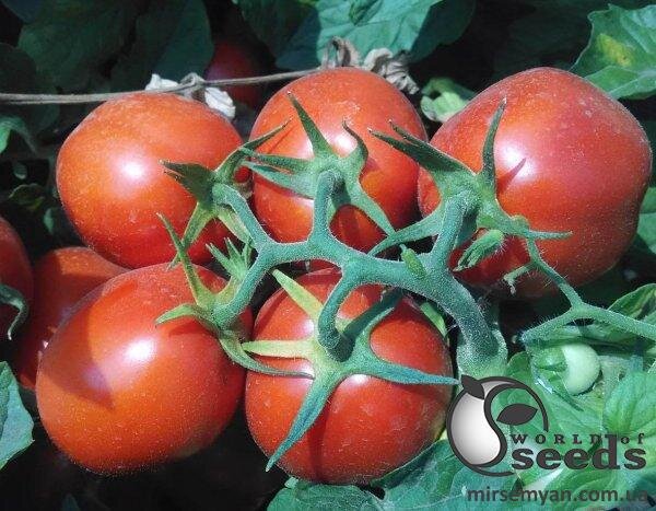 Томат Інкриз F1 25 000 семена Esasem Томат Інкриз F1 25 000 семена Esasem