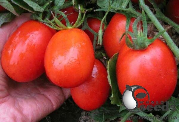 Томат Калієндо F1 25 000 семена Esasem Томат Калієндо F1 25 000 семена Esasem